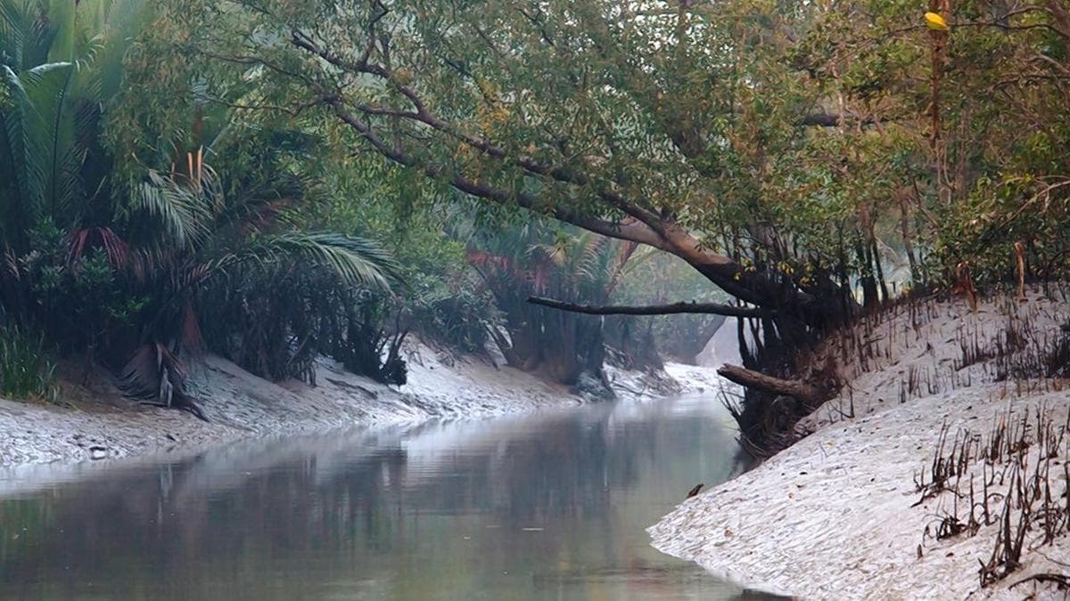 बीएसएफ 90-km सुंदरबन बाड़ पर विचार करती है, सुरक्षा पारिस्थितिकी से टकराती है