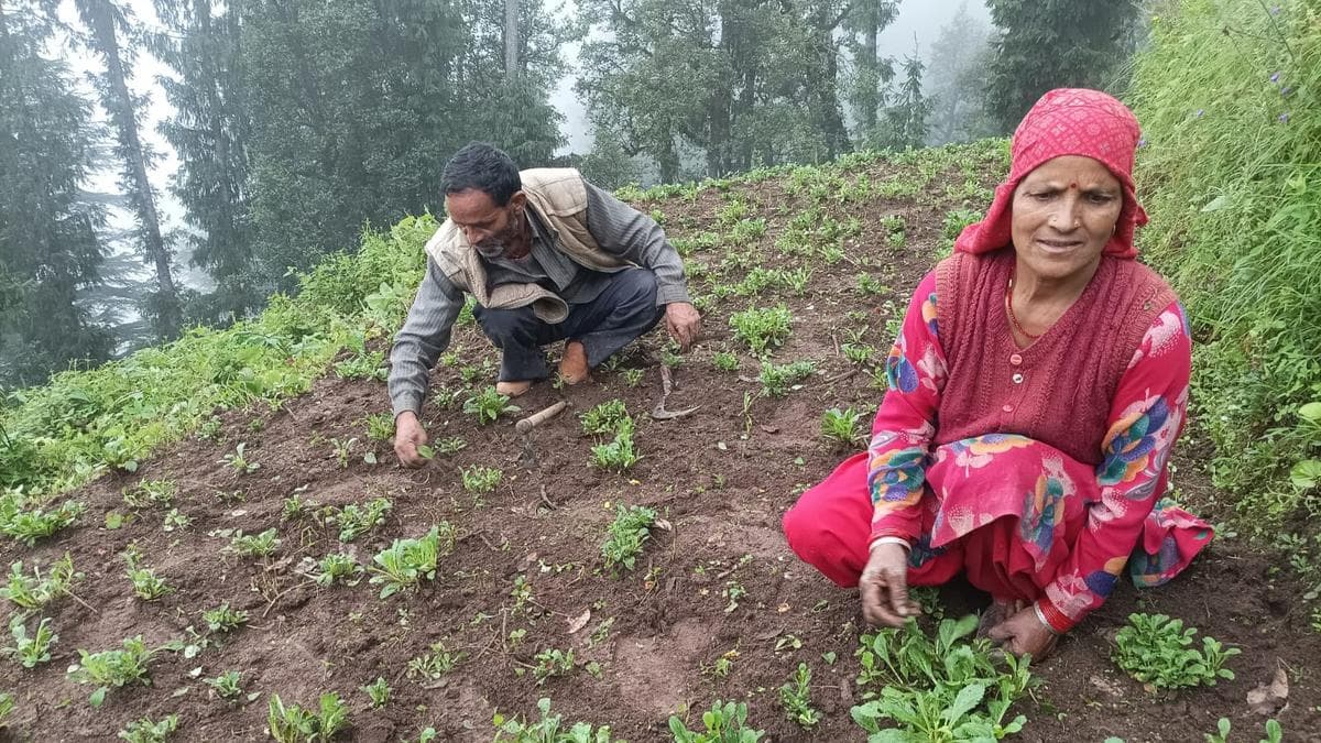 हिमाचल के किसानों ने विलुप्त हिमालयी जड़ी-बूटी 'कुटकी' की स्थायी खेती में नए युग की शुरुआत की